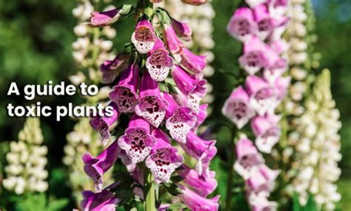 Is ageratum poisonous to humans