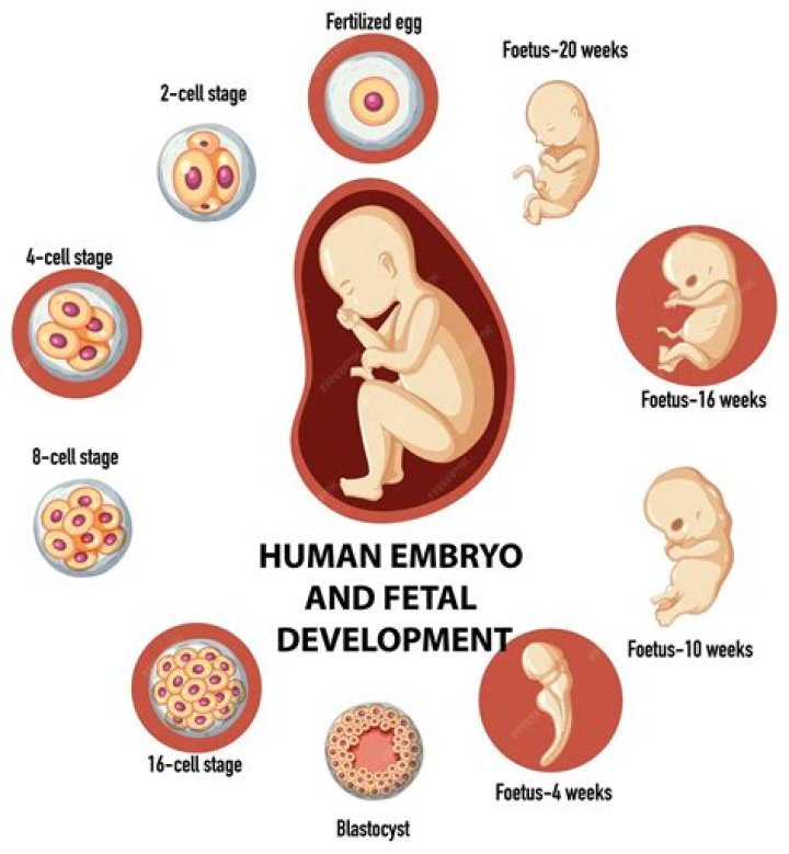 Is an embryo a baby yet