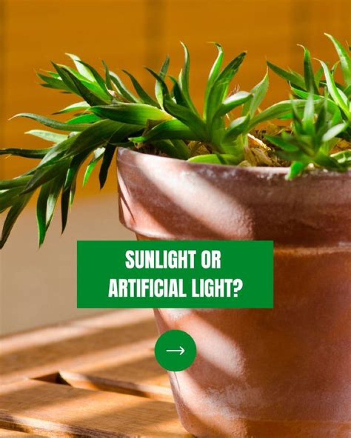 Is artificial light good for cactus