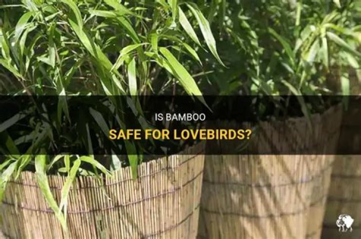 Is Bamboo safe for birds