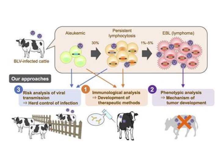 Is bovine leukemia virus infectious
