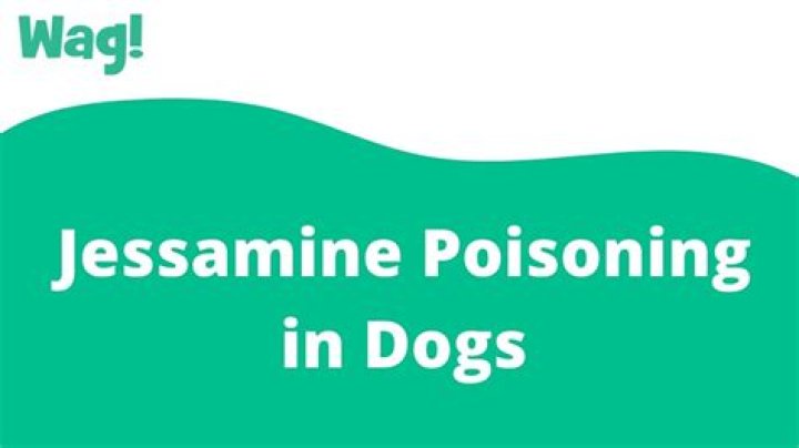 Is Carolina jasmine poisonous to dogs