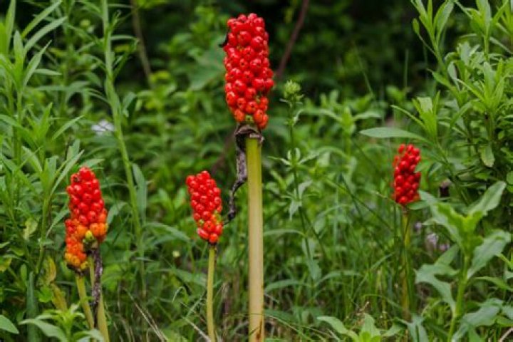 Is Cuckoo pint poisonous to dogs