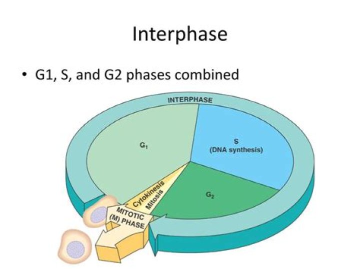 Is DNA condensed in g2 phase