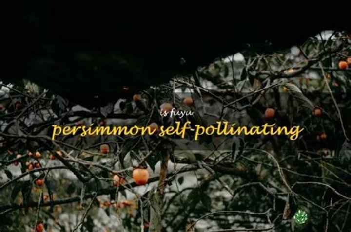 Is Fuyu persimmon self pollinating