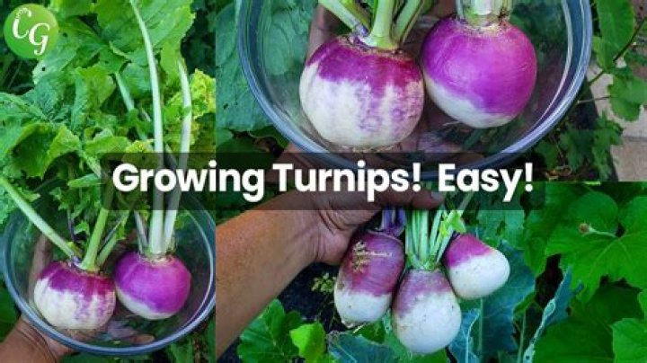 Is it safe to eat sprouted turnips