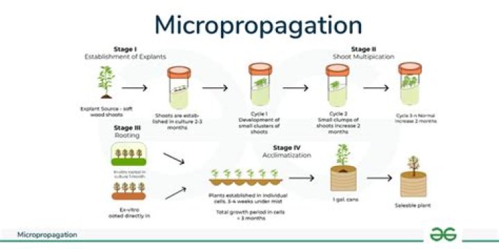 Is micropropagation different from tissue culture