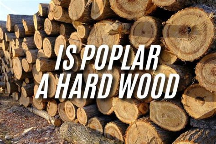 Is Poplar a hardwood or a softwood