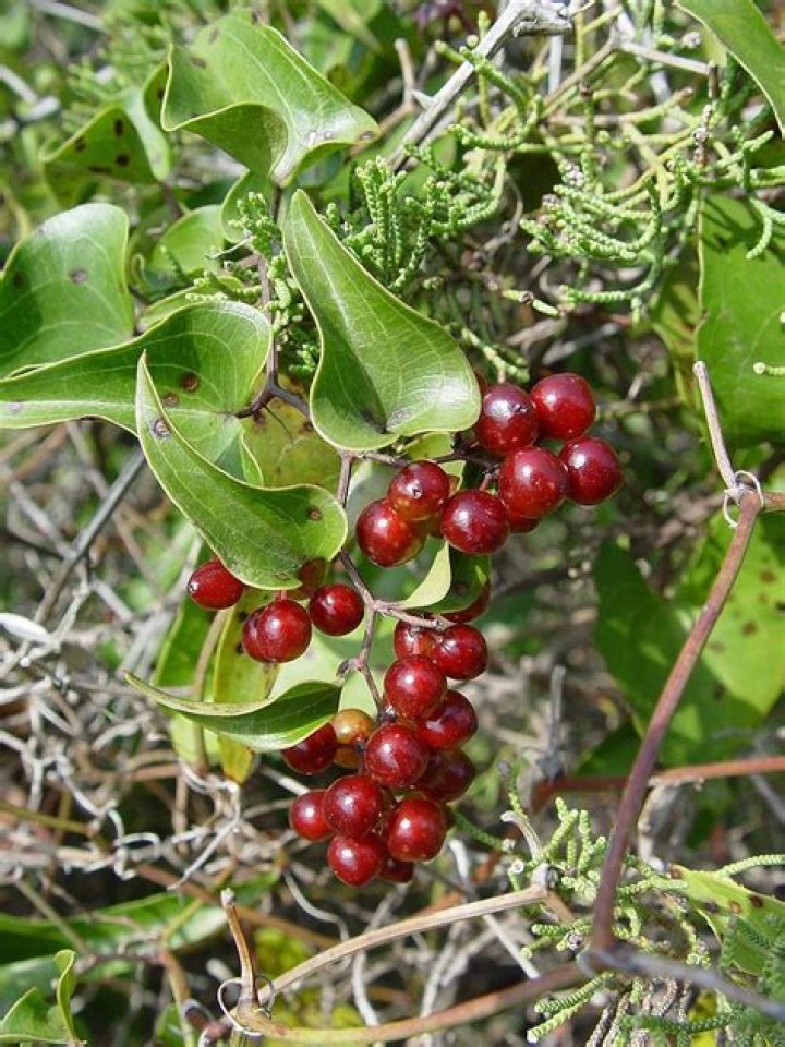 Is Smilax vine poisonous