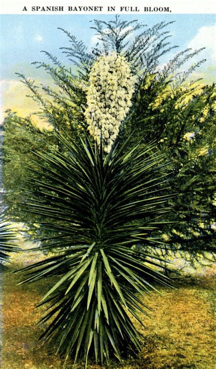 Is Spanish bayonet poisonous