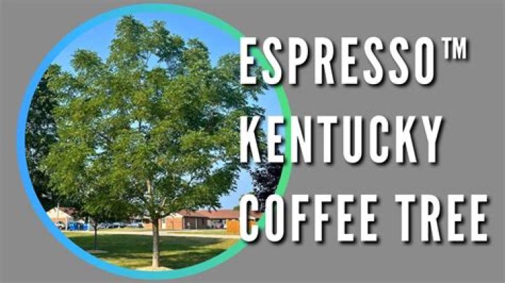 Is the Kentucky coffee tree edible