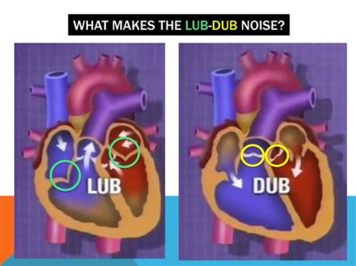 Is the lub or dub louder
