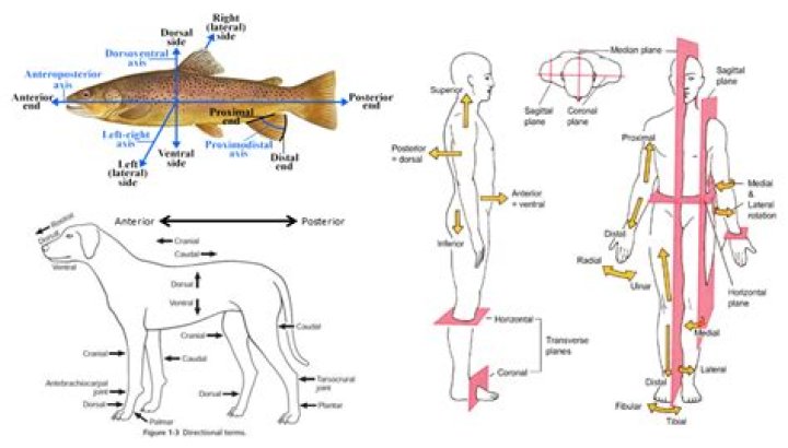 Is ventral the same as anterior