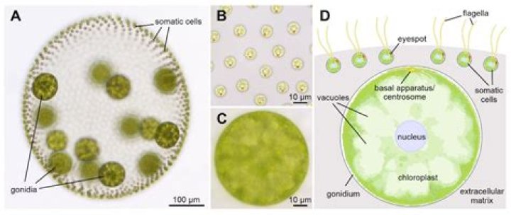 Is Volvox SP unicellular or multicellular or Colonial