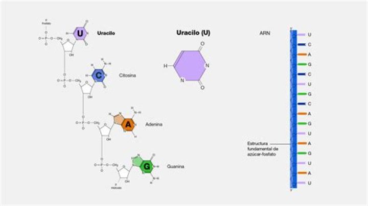 ¿Por qué el ARN tiene uracilo en vez de timina
