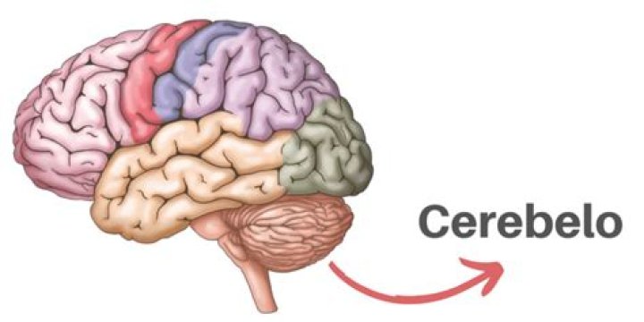 ¿Qué es el cerebro y el cerebelo