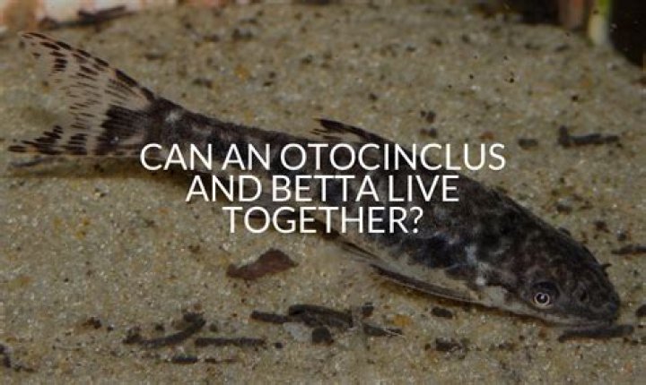 Question: Can Betta Fish Live With Otocinclus