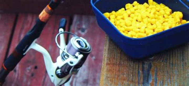 Question: Can You Use Corn In Pennsylvania For Fishing