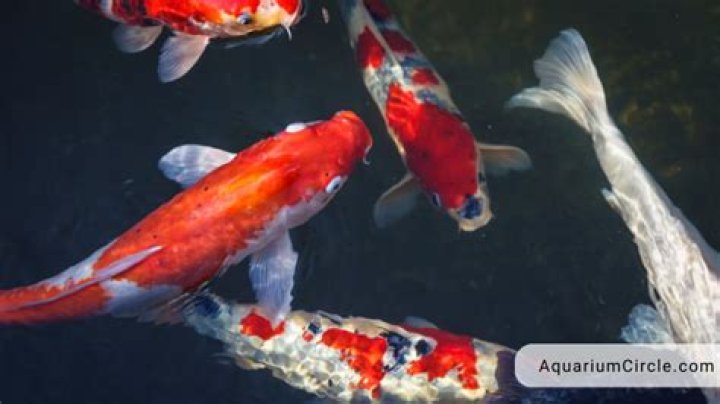 Question: How Long Can Koi Fish Survive Out Of Water