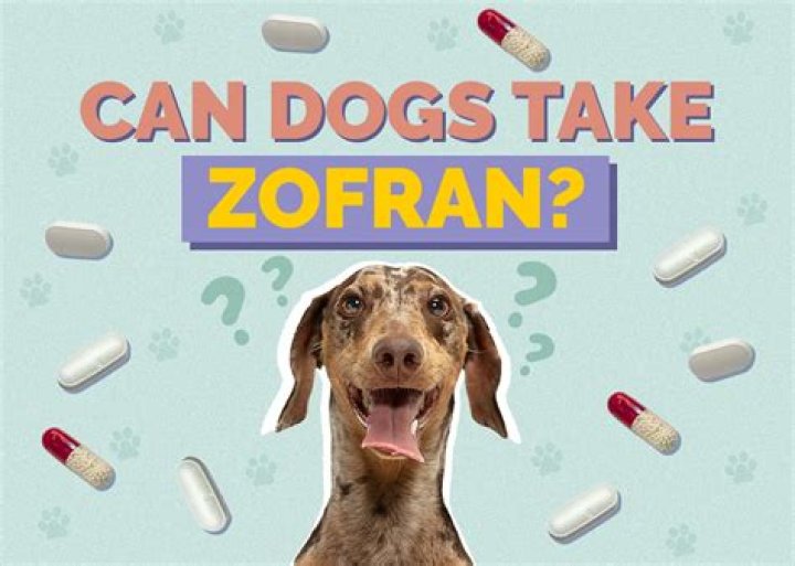 Question: How Long Can My Dog Take Zofran