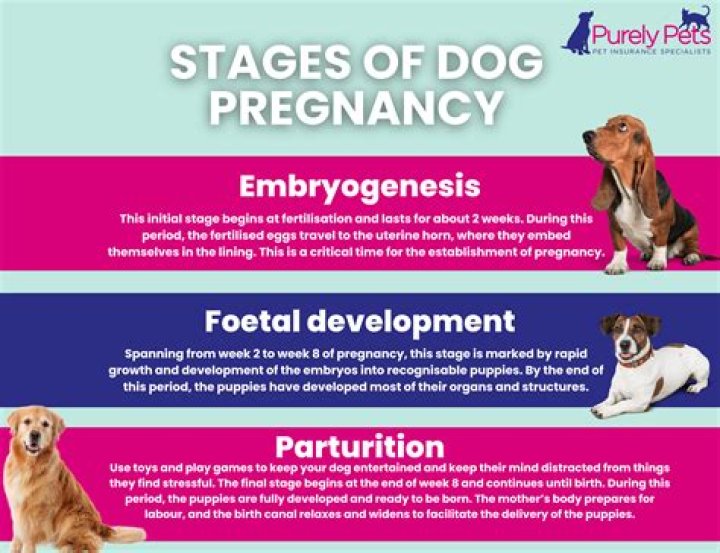 Question: How Long For Dog To Get Better After Simparica Reactions