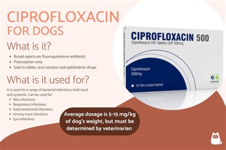 Question: How Much Ciprofloxacin For Dogs