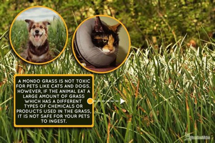 Question: Is Monkey Grass Poisonous To Dogs
