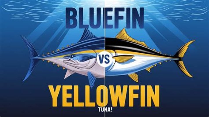 Question: What Is The Value Of A Bluefin Tuna Fishing License