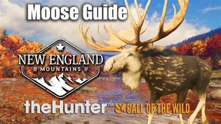Question: Where To Find Moose In Yellowstone