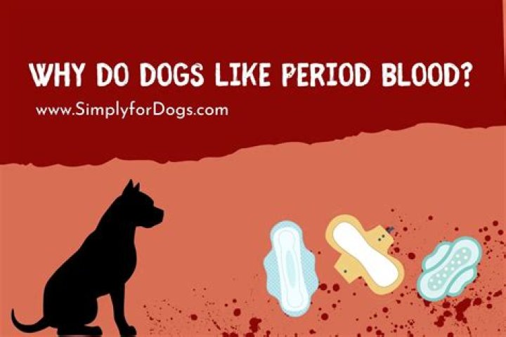 Question: Why Do Dogs Like Period Blood