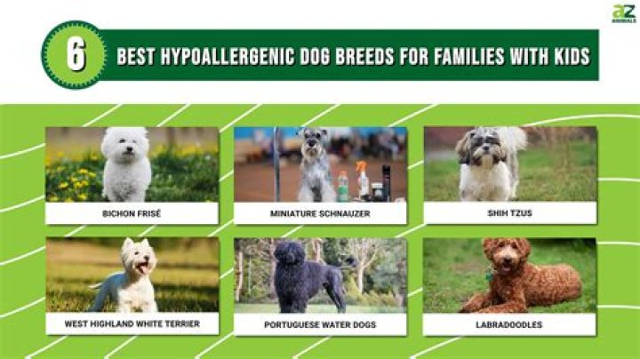 Quick Answer: Are Wiener Dogs Hypoallergenic