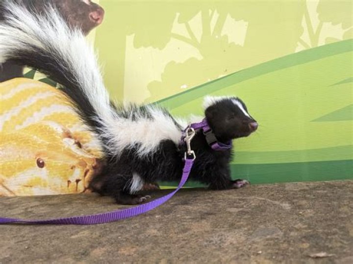 Quick Answer: How Far Can Skunk Smell Travel