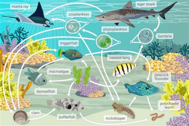 Quick Answer: How Much Fish Are In The Pacific Ocean