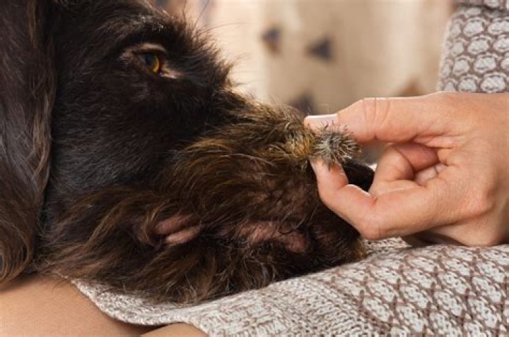 Quick Answer: How To Get Burrs Out Of Long Dog Hair