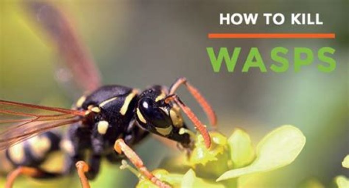 Quick Answer: How To Kill Wasps In Attic