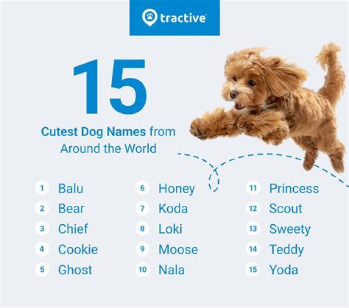 Quick Answer: Is Fizzgig A Good Dog Name