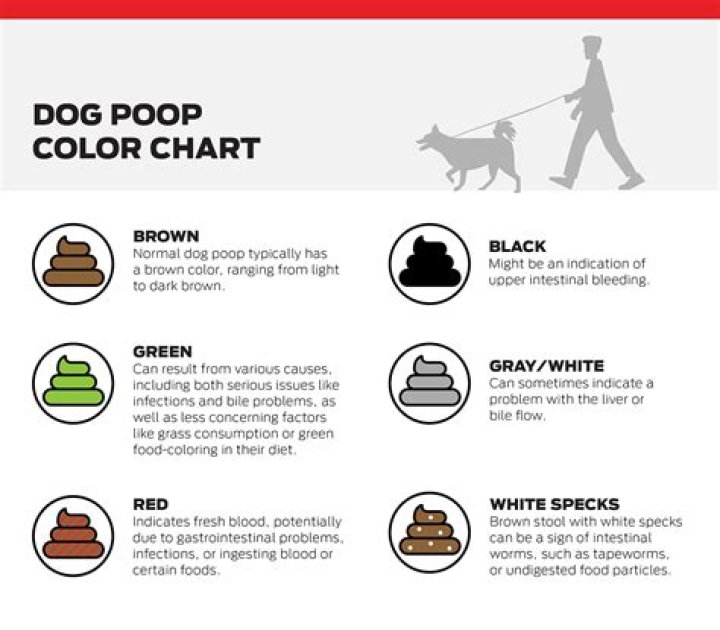 Quick Answer: What Color Will A Dog Poop After Chicken And Rice