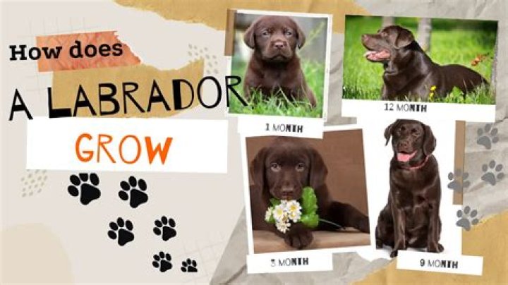 Quick Answer: When Do Dogs Stop Growing Labrador