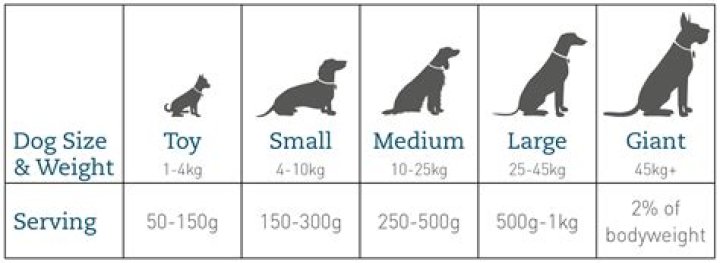 Should I feed my dog in the middle of the night