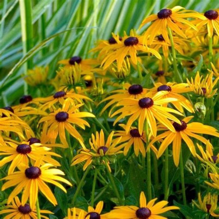 Should you cut back Rudbeckia