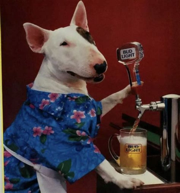 Was Spuds MacKenzie a girl