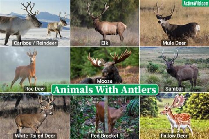 What animals have antlers or horns
