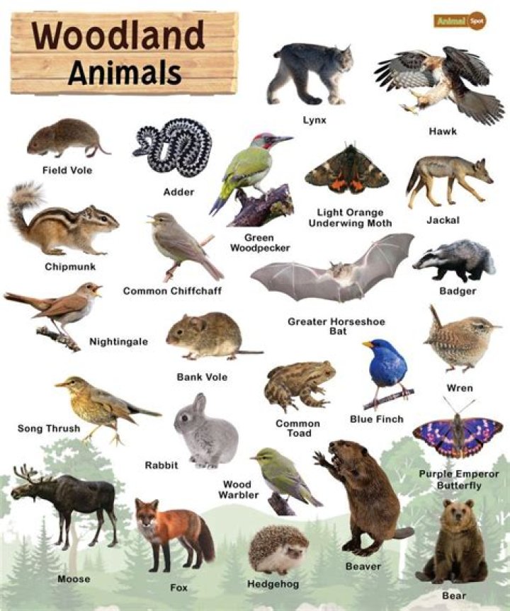 What animals lived in the eastern woodlands