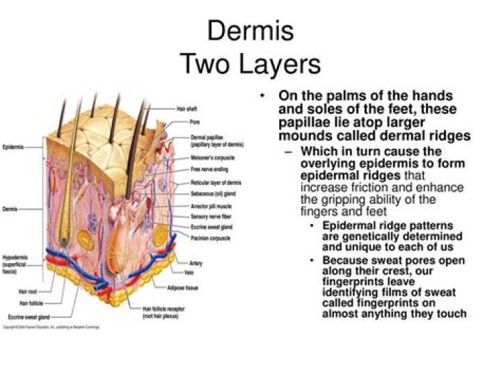 What are 2 layers of the dermis