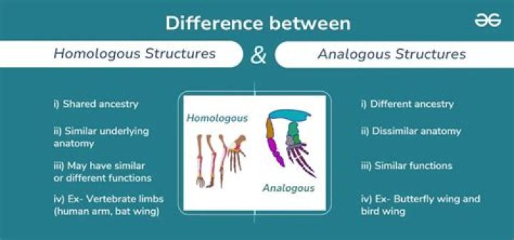 What are analogous structures and why do they occur