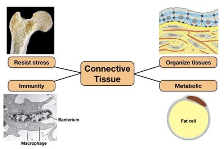 What are connective tissues in the body