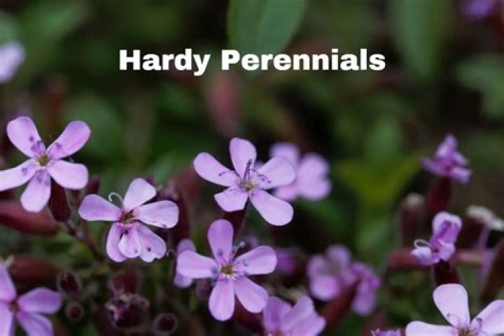 What are half hardy perennials