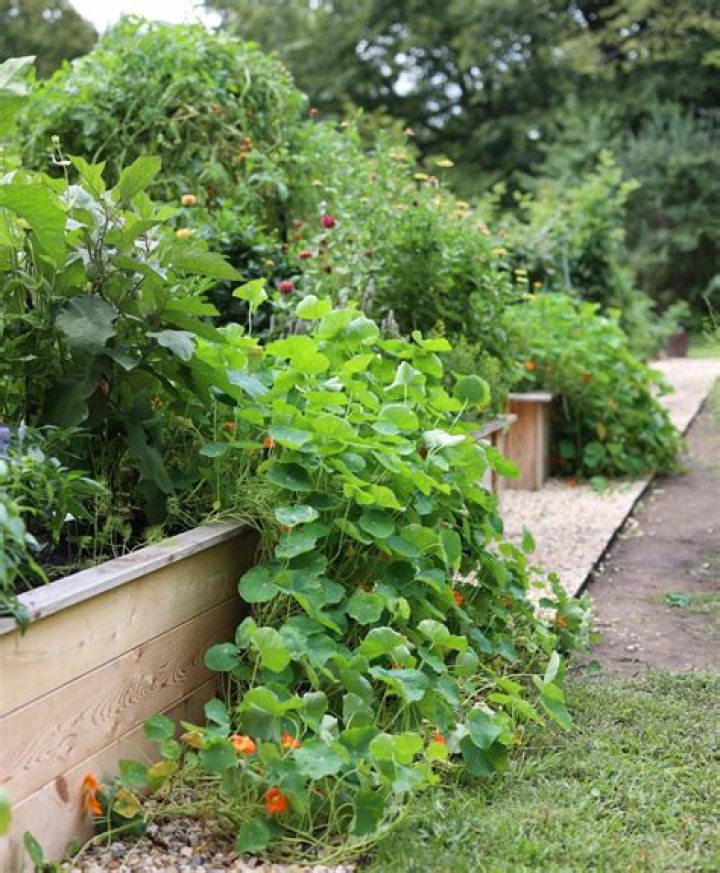 What are tender plants