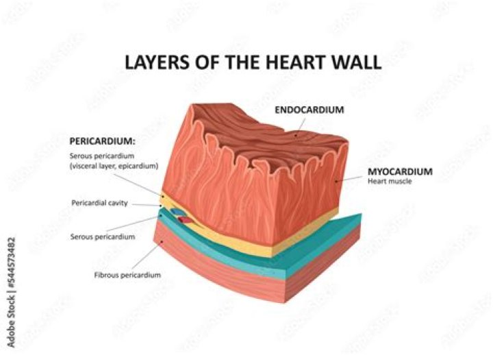 What are the 5 layers of the heart