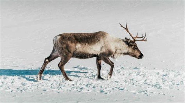 What are the adaptations of a reindeer